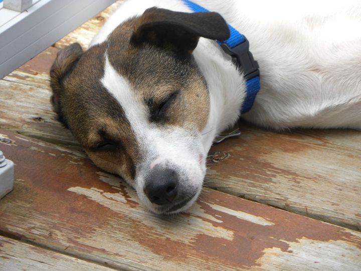 Kipper sleeping on the deck