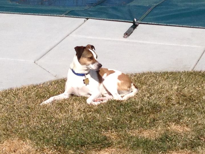 Kipper enjoying spring sun