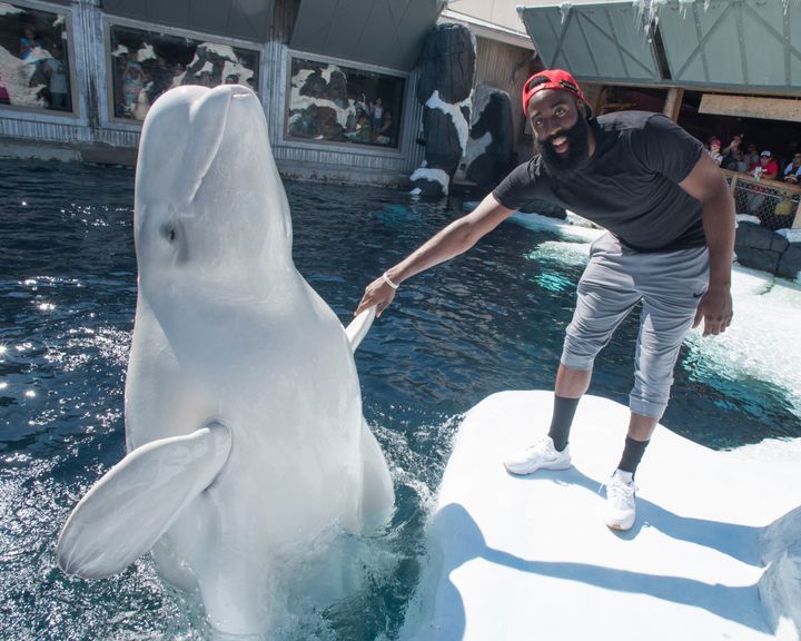 NBA player James Harden poses with Klondike, a beluga whale at SeaWorld San Diego, in 2015.