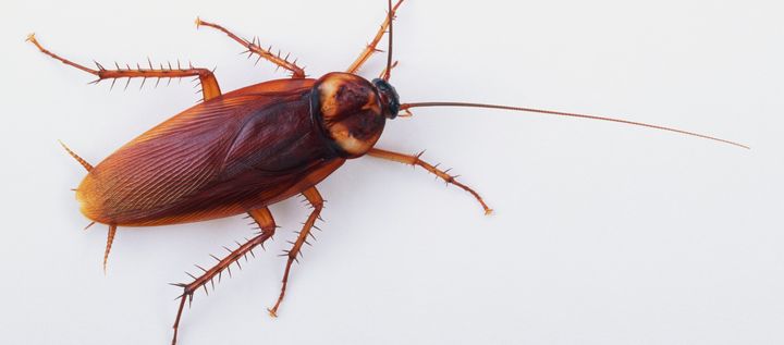 An American cockroach (Periplaneta americana).