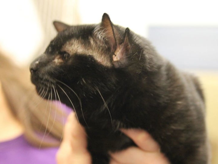 This 3-year-old cat named Batman was born with two sets of ears.