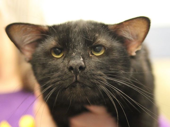 The handsome devil was adopted just hours after he was made available.