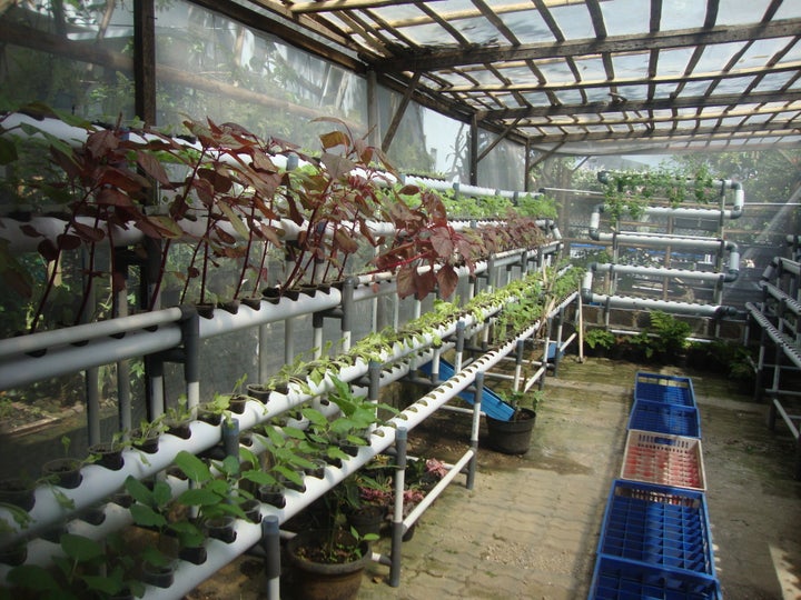 Above: hydroponic system in the backyard of a house. 