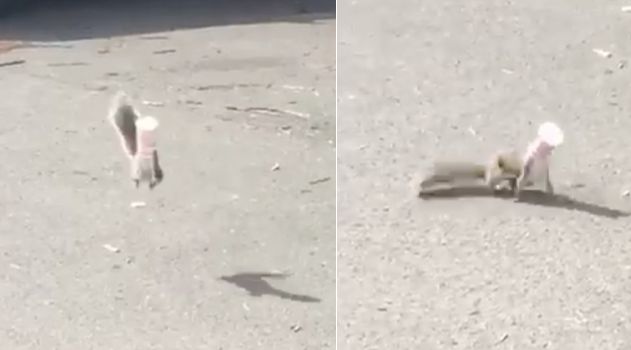 The squirrel was bouncing around trying to loosen a plastic yogurt cup stuck on its head.