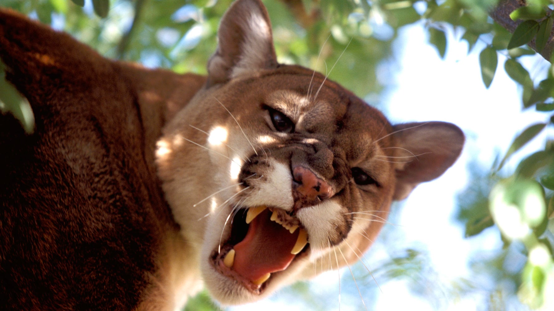 Idaho Preschooler Saved From Mountain Lion's Jaws By Family HuffPost