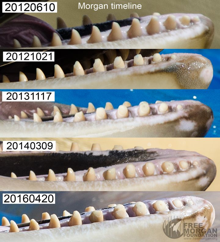 Morgan's tooth wear spanning her time in captivity from Dolfinarium Harderwijk, Netherlands, to Loro Parque, Tenerife, Spain.