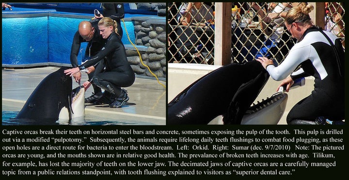 Excerpt from study Keto and Tilikum Express the Stress of Orca Captivity, by Jeffrey Ventre MD and John Jett, Ph.D, 20 January 2011.