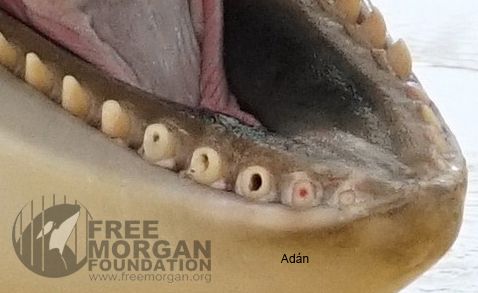 Adán is the youngest SeaWorld killer whale held at Loro Parque. He was born in captivity at that park on 13 October 2010. This photograph taken 20 April 2016 (Adan 5 1/2 years old) dramatically depicts the accelerated detrimental effect of captivity on killer whale teeth.