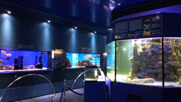 Aquarium exhibits illustrate different types of fish and sea life. 