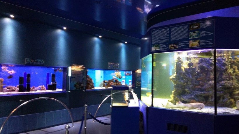 Aquarium exhibits illustrate different types of fish and sea life. 