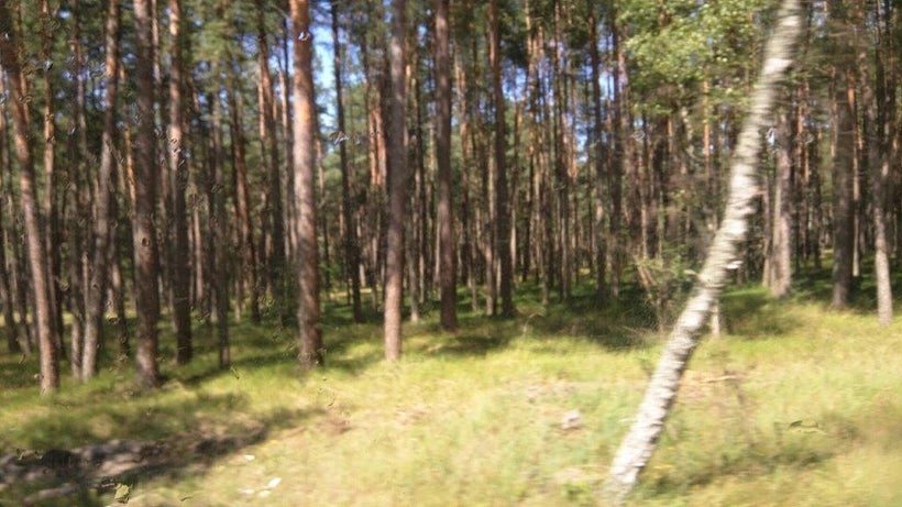 Massed woods obscure the sight of individual trees