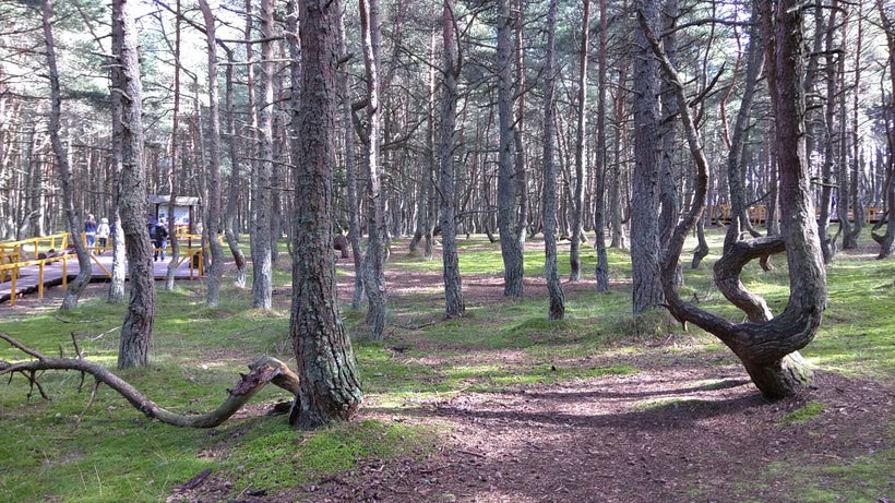 Trees in the Spit’s <a href="https://en.wikipedia.org/wiki/Dancing_Forest" target="_blank">Dancing Forest</a> are