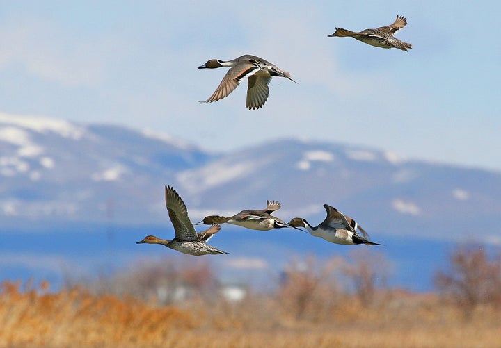 Northern pintails in flight at Bear River Migratory Bird Refuge in Utah.