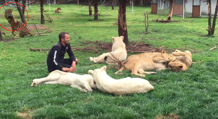 Eduardo Serio, who founded Mexico City's Black Jaguar White Tiger Foundation, is seen in the foreground of a lion and tiger wrestling.