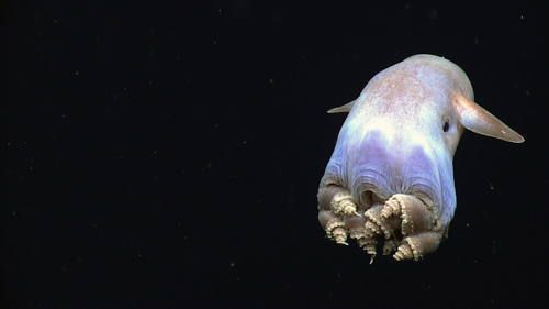 Dumbo octopus live deep on the sea floor, amidst many other weird and wonderful species.