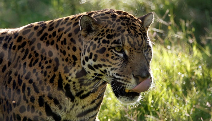 Jaguar.