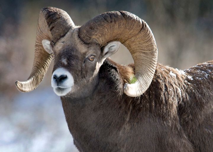 Bighorn sheep.