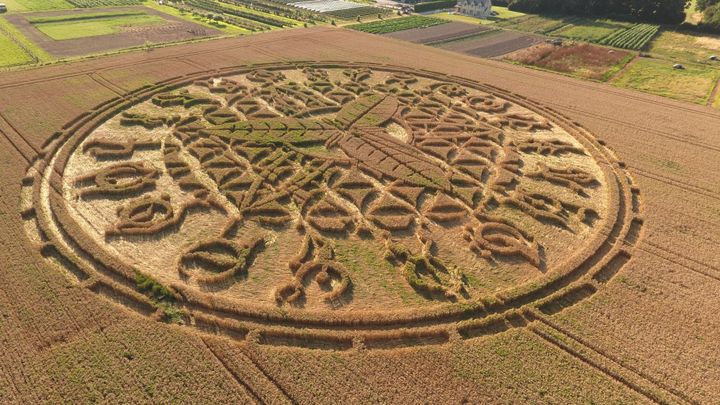 This remarkably intricate crop circle has appeared on the Wiltshire/ Dorset border 