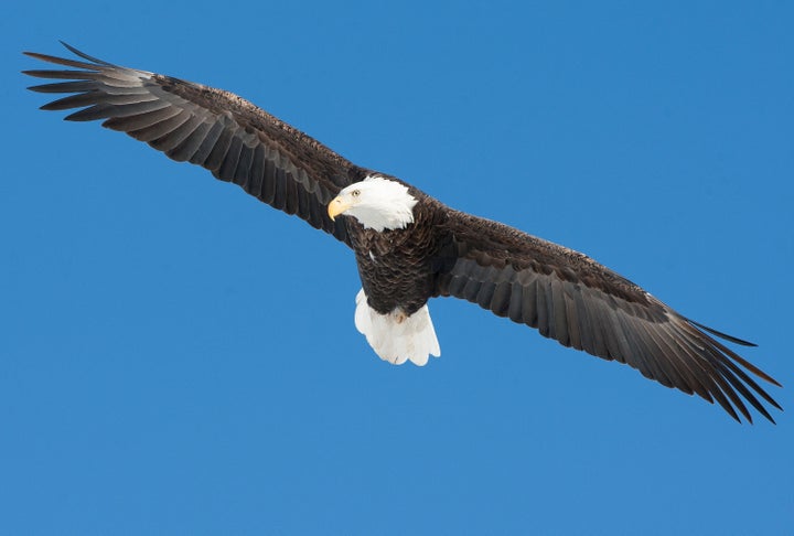 Bald eagle.