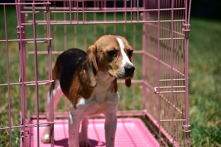 A former laboratory research beagle just before setting his paws on grass for the first time in Los Angeles, June 2016. His release and adoption were negotiated by the Beagle Freedom Project.