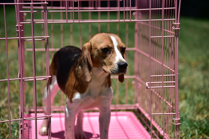 A former laboratory research beagle just before setting his paws on grass for the first time in Los Angeles, June 2016. His release and adoption were negotiated by the Beagle Freedom Project.