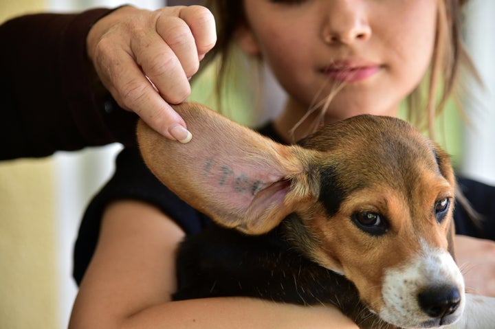 An identification tattoo on the ear of a former laboratory research beagle in Los Angeles, June 2016. The beagle's release an