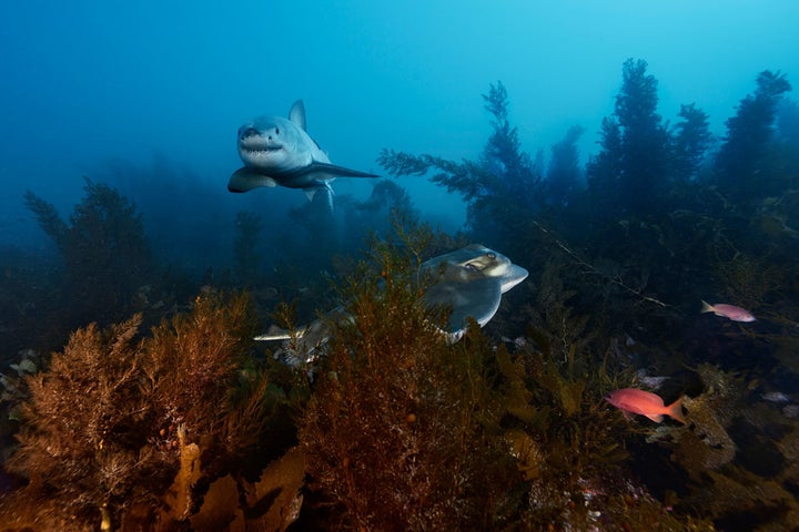 The clear waters off Australia’s Neptune Islands are one of the best places in the world to see great white sharks. This one is cruising past a ray in a kelp forest. 