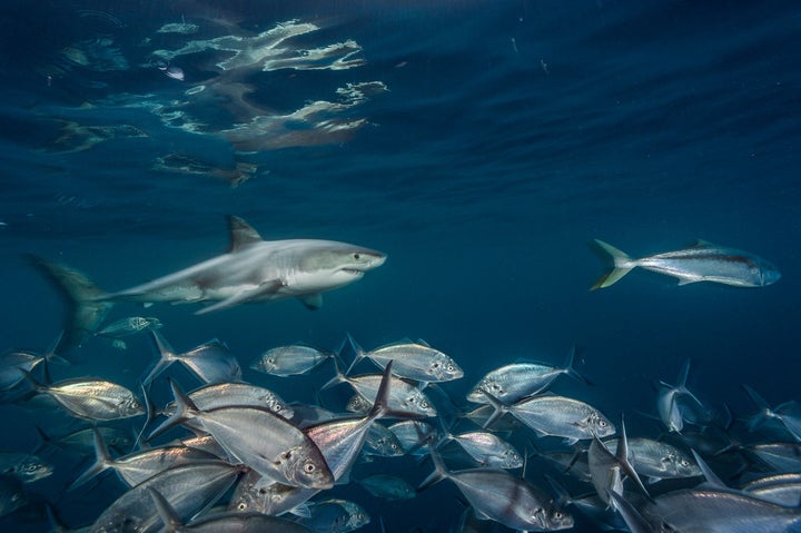 Searching for seals, a shark swims near the Neptune Islands in Australia. Great whites do not live in groups, nor are they pu