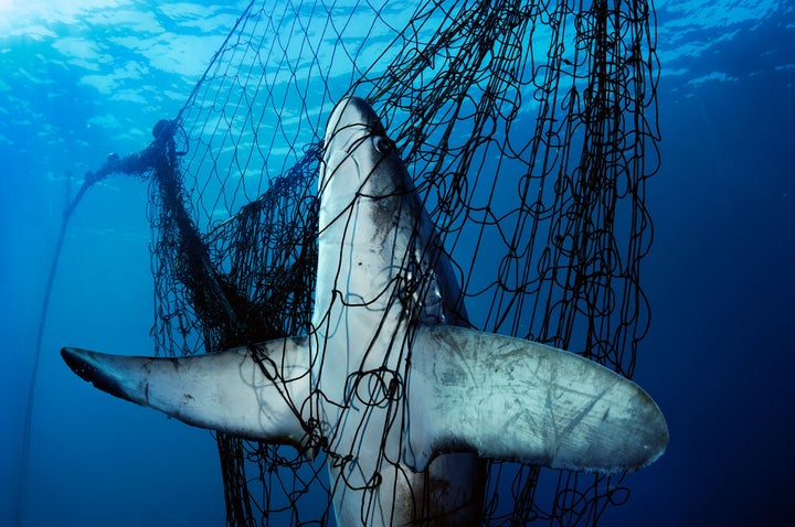 A thresher shark is caught in a gill net in Mexico's Gulf of California in 2005. An estimated hundred million sharks are killed yearly, primarily for their fins. 