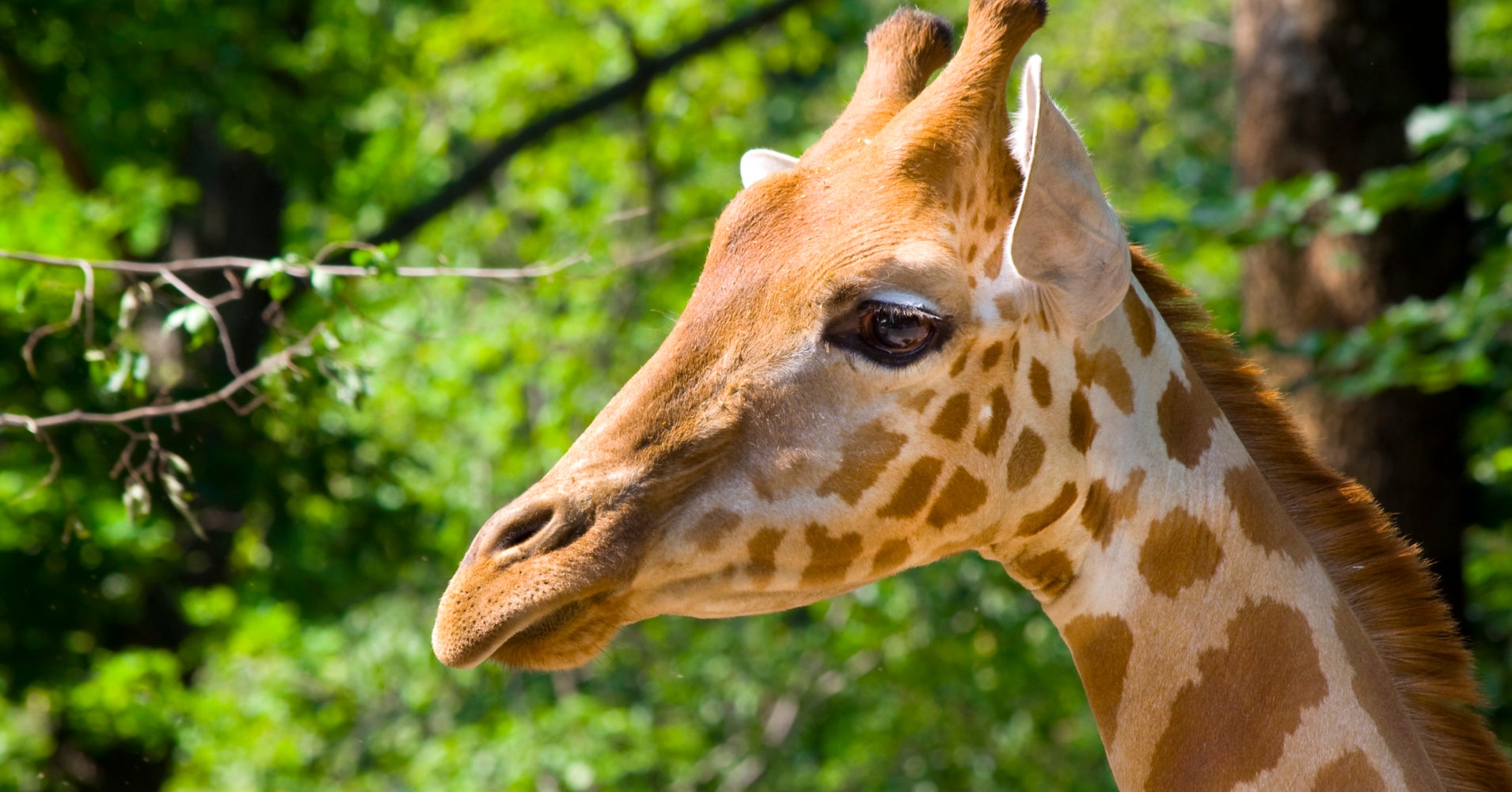 Poachers Are Gunning Down Giraffes Just To Cut Off Their Tails HuffPost