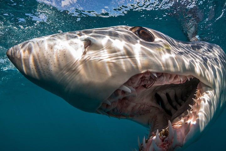 A shortfin mako shark in the waters off Auckland, New Zealand. Makos are endothermic sharks, meaning that they can generate heat, which gives them tremendous speed. This species has been clocked moving at speeds of 60 miles per hour. 