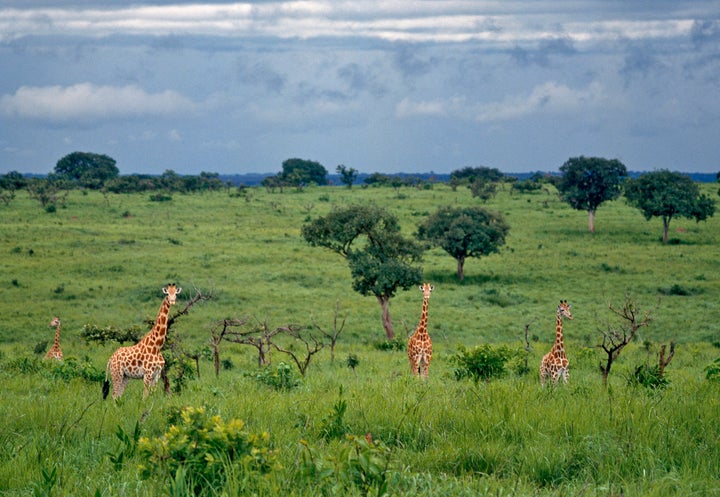 A group of northern savannah giraffes in Garamba National Park.