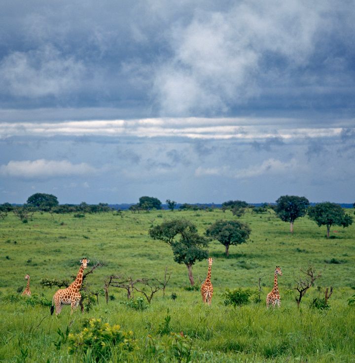 A group of northern savannah giraffes in Garamba National Park.