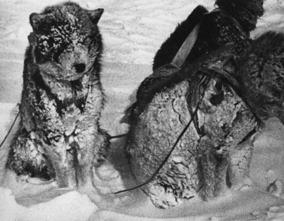 After Nanook and his family built an igloo for shelter,<br>his dogs were left outside for the night