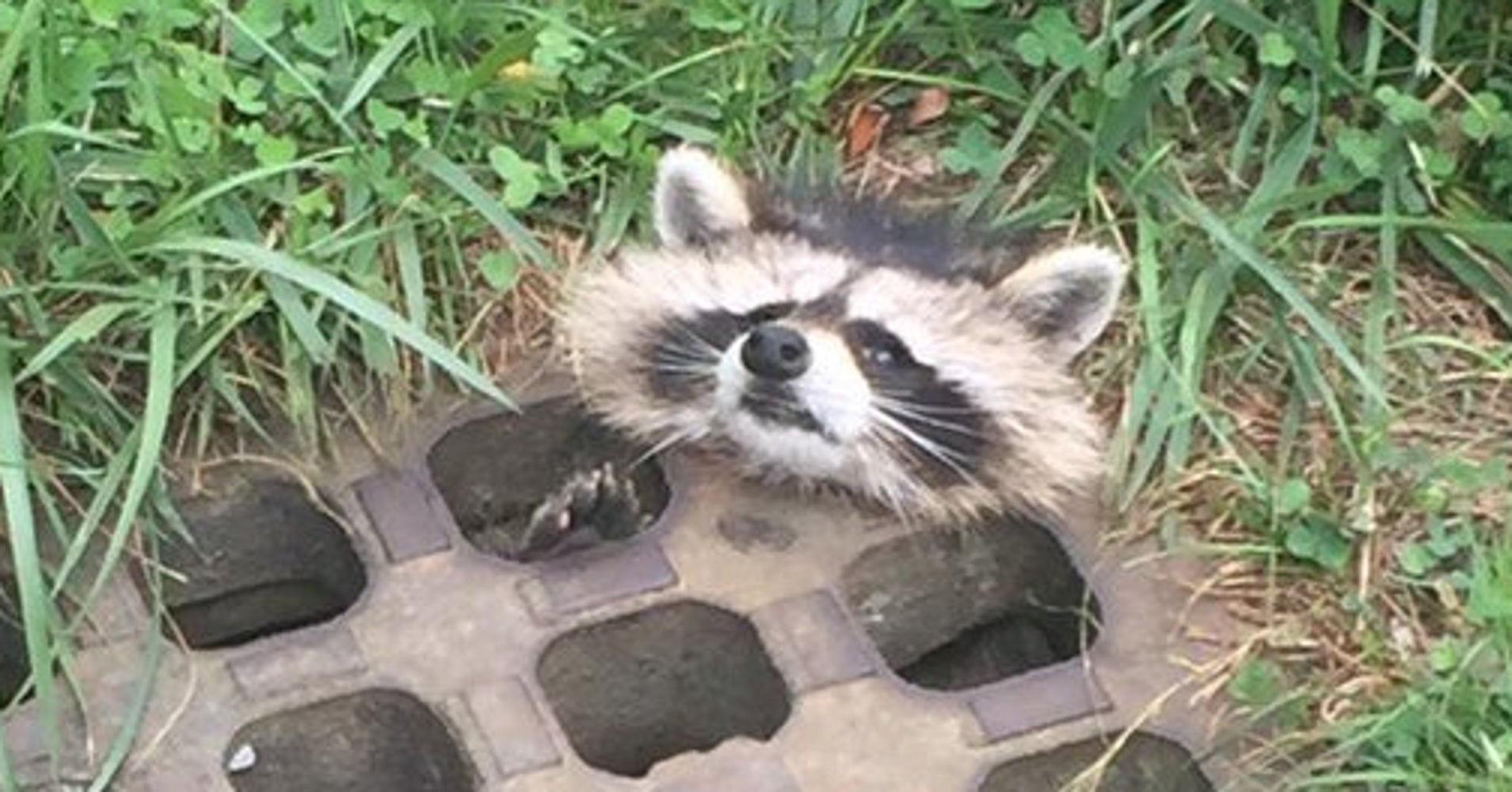 Adorable Little Raccoon Rescued From Sewer Drain HuffPost