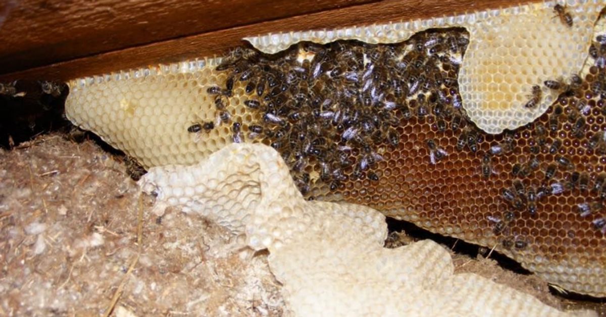 110,000 Bees Removed From Roof Of Cardiff’s Rookwood Hospital ...