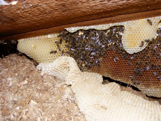 110 000 Bees Removed From Roof Of Cardiff S Rookwood