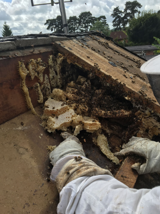 The bees were safely removed from the roof of the hospital and have been transferred to empty hives 