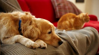golden retriever dog with ginger tabby cat resting on sofa
