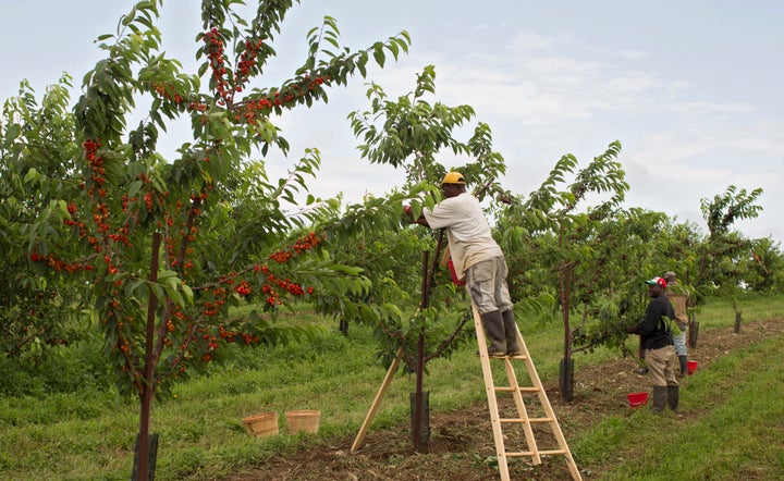 Farms like Fishkill Farms in New York's Hudson Valley rely on migrant workers who come to the US via the H-2A program. Program delays contribute to crop losses and food waste.