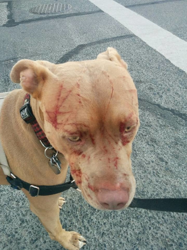 Bandida suffered facial scratches after being attacked by a cat.