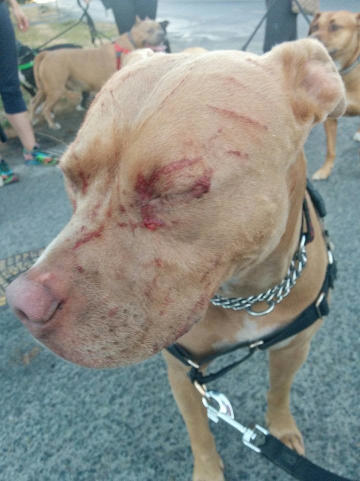 Cat Attacked By Dog No Blood A Cat Took On 7 Pit Bulls And Disproved Every Pit Bull Stereotype
