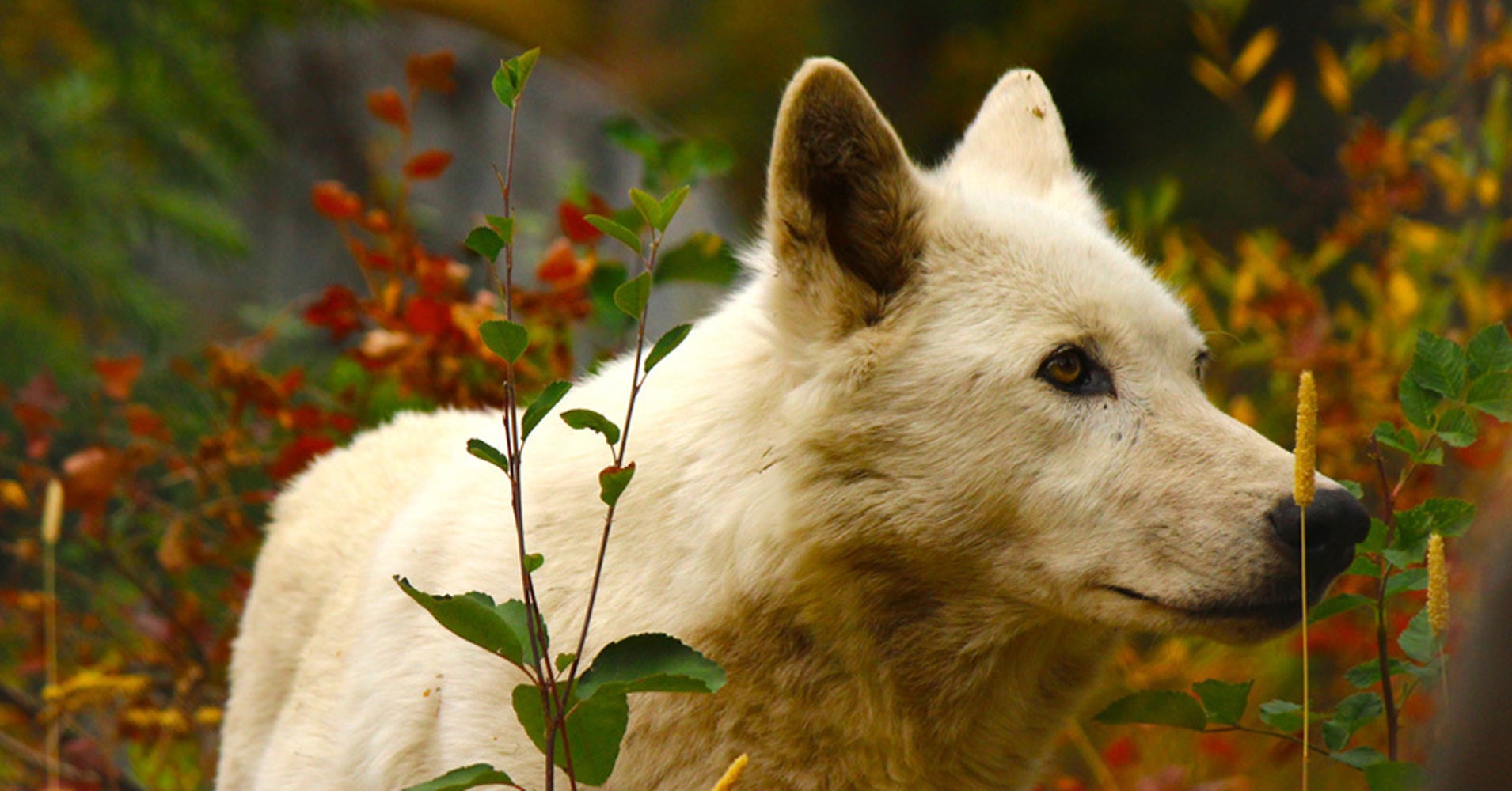 Summer Fun in Idaho The Winchester Wolves HuffPost