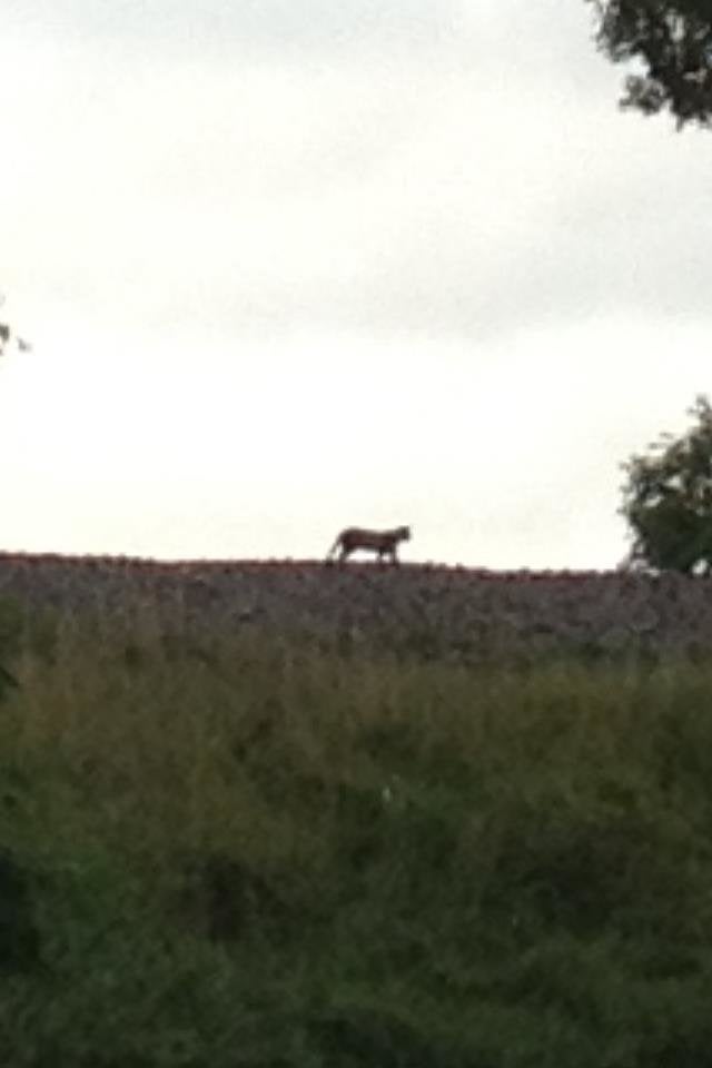 Could this be the so-called beast of Cumbria? 