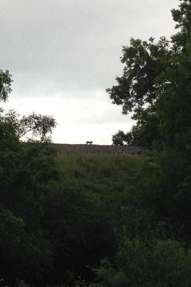 The animal was spotted walking across an embankment close to Mill Bridge 