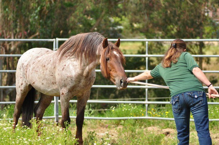 Making progress with Aries, 11 year old wild mustang. June 2011