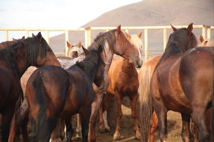Aries at the Litchfield Wild Horse and Burro Corrals outside Susanville, CA. October, 2010