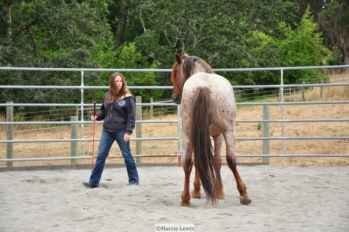 For months, I could only work with Aries from a distance, rewarding the smallest efforts. August, 2011