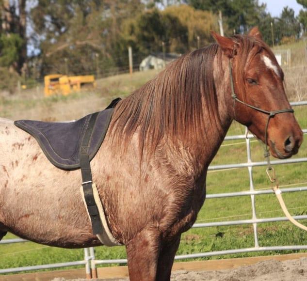 Aries wearing a bareback pad. October 2011