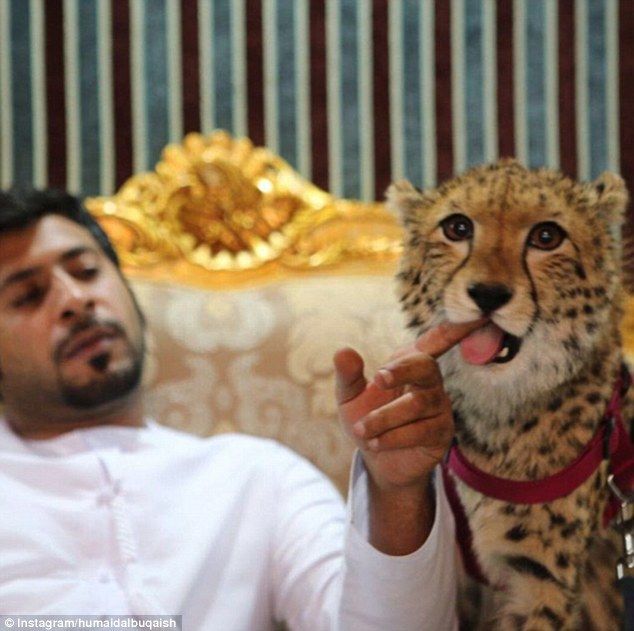 Humaid AlBuQaish poses with his one of his cheetahs